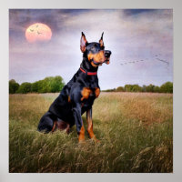 Doberman Pinscher