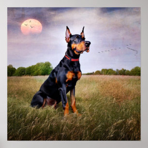Doberman Pinscher Poster