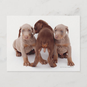 Doberman Pinscher Puppies Postcard