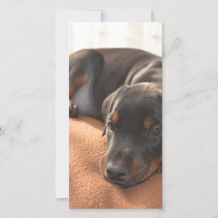doberman-pinscher-puppy