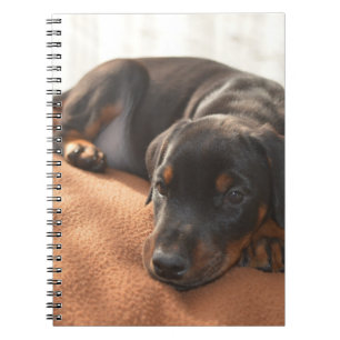 doberman-pinscher-puppy notebook