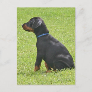 Doberman Pinscher Puppy Postcard