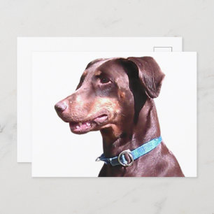 Doberman Pinscher Red Postcard