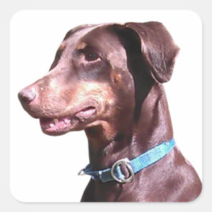 Doberman Pinscher Red Square Sticker