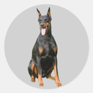 Doberman Pinscher Sticker