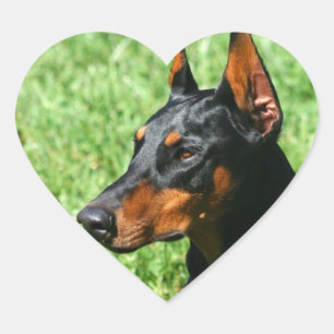 Doberman Pinscher stickers