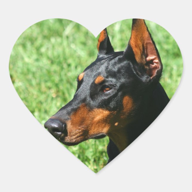 Doberman Pinscher stickers (Front)