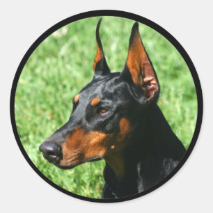doberman pinscher stickers