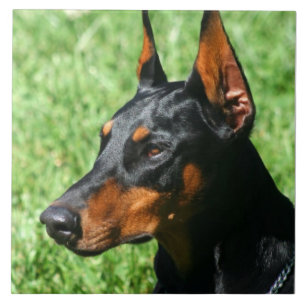 Doberman Pinscher Tile