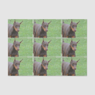 Doberman Pinscher Tissue Paper