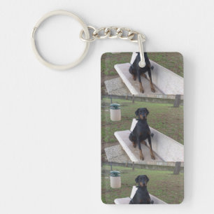 doberman pinting