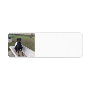 doberman pinting