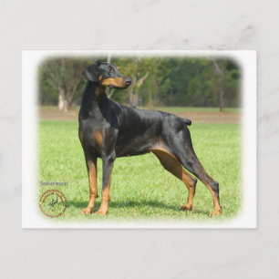 Doberman Postcard