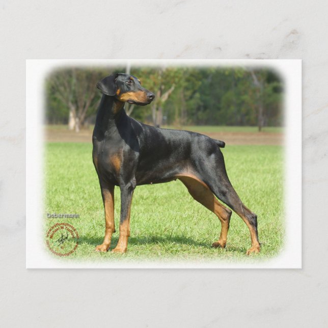 Doberman Postcard (Front)
