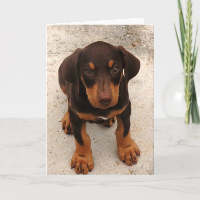 Doberman Puppy Card (Front)