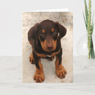 Doberman Puppy Card