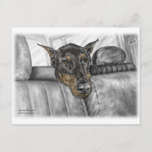 Doberman Riding in Car Postcard
