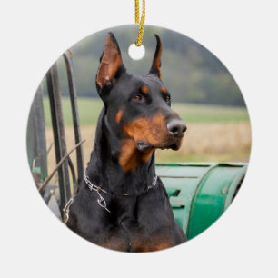 Doberman sitting in a green farm machinery ceramic ornament