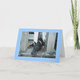 Doberman, Wish you were here Card