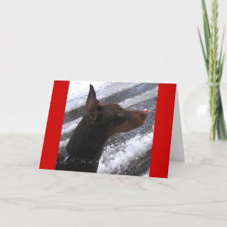 Dobermann avec la carte rouge de vacances de nez