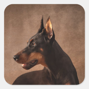 Dobermann - Doberman Pinscher Square Sticker