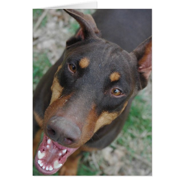 Dobermann heureux (Devant)
