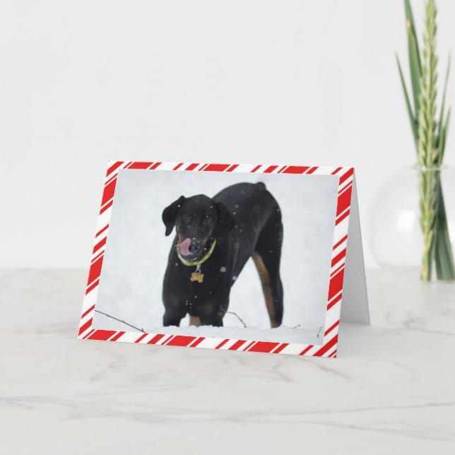 Dobermann mignon dans la carte de vacances de (Devant)
