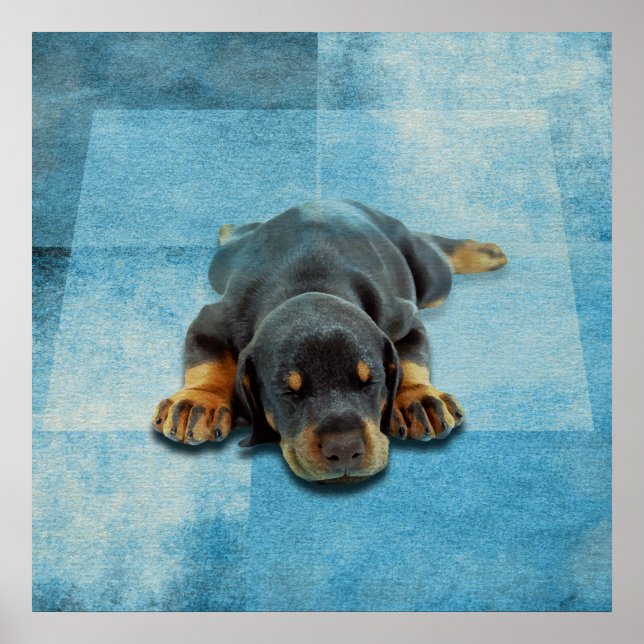 Dobermann Puppy - Doberman Pinscher Poster (Front)