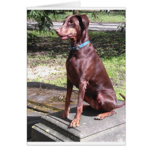 dobermann rouge