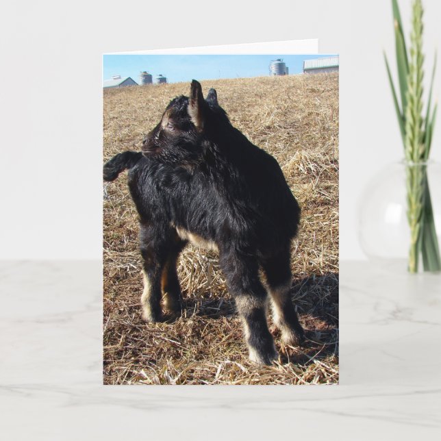 Dobie Goat Kid All Occasions  Card (Front)