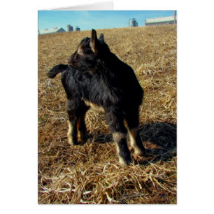 Dobie le goat Kid