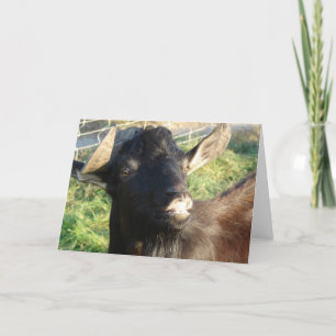 Dobie the Alpine Billy Card