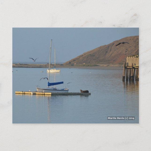 Dock Seal Wakes | Blue Beach Song™ Postcard (Front)