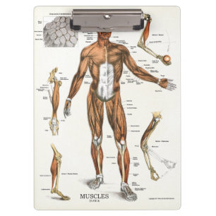 Doctors Office Muscle Anatomy Clipboard
