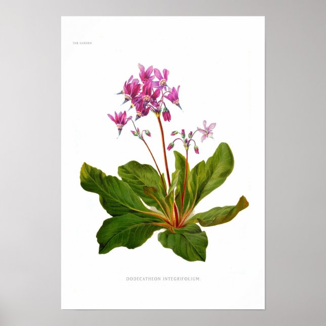 Dodecatheon integrifolium poster (Front)