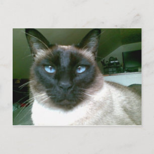 doden blue postcard