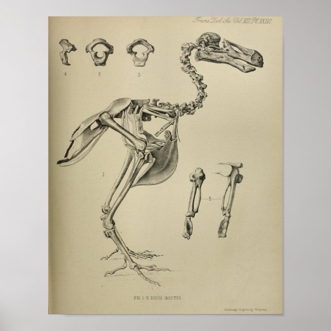 Dodo Didus Ineptus Extinct Bird Skeleton Print (Front)
