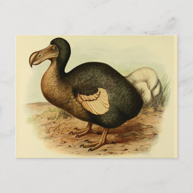 Dodo Postcards (Front)