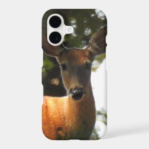Doe, A Deer
