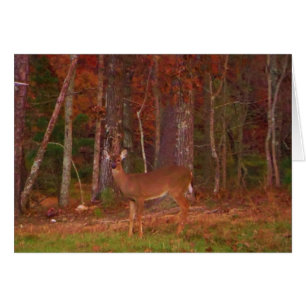 Doe a Deer in Lake Arrowhead