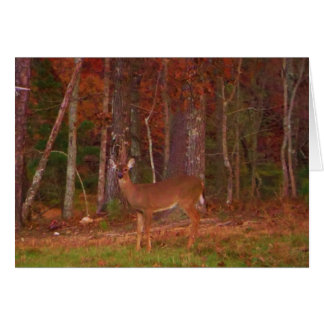 Doe a Deer in Lake Arrowhead