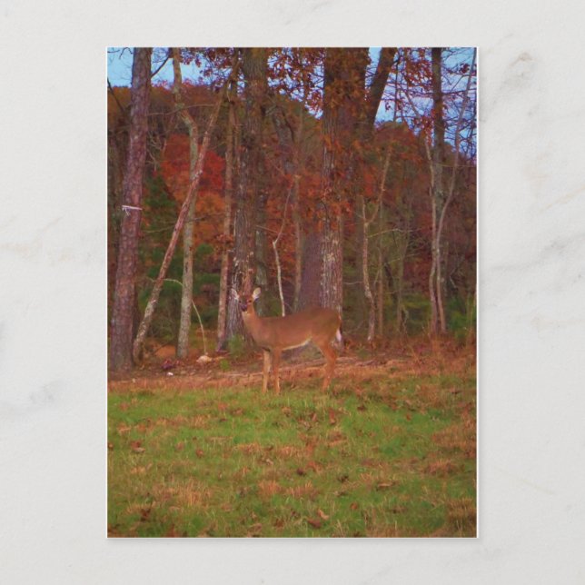Doe a Deer in Lake Arrowhead Postcard (Front)