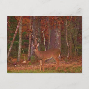 Doe a Deer in Lake Arrowhead Postcard
