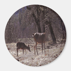 Doe and fawn.... magnet
