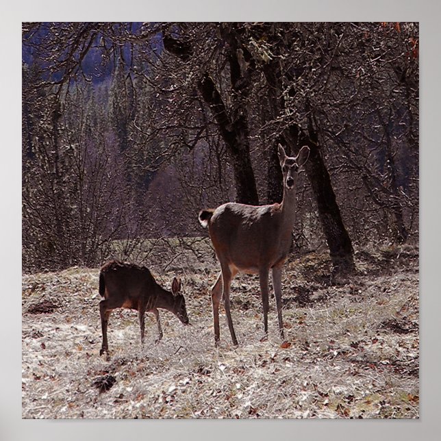 Doe and fawn..... poster (Front)