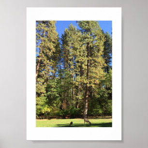 Doe and Fawn Yosemite Color Photography Poster