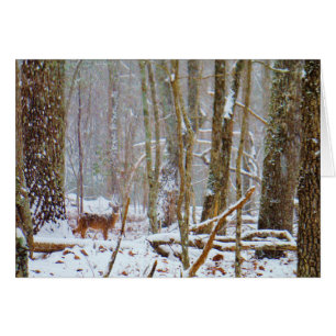 Doe dans la neige, Deer dans le lac Arrowhead
