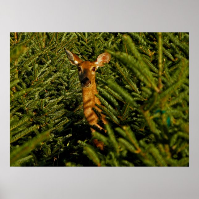 Doe in Pine Trees Poster (Front)