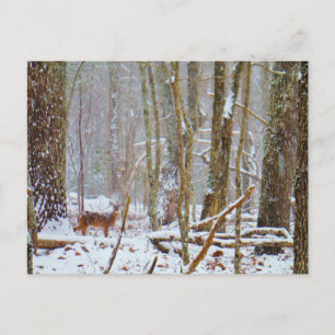 Doe in the snow, Deer in Lake Arrowhead Postcard