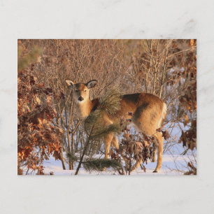 Doe - Michigan Wildlife Postcard